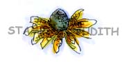 E-253-HK Coneflower